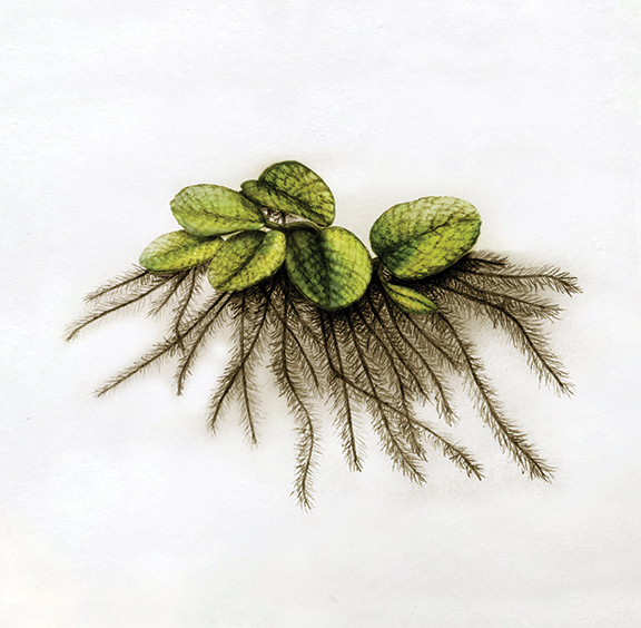 Common Salviniapng